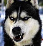 狗